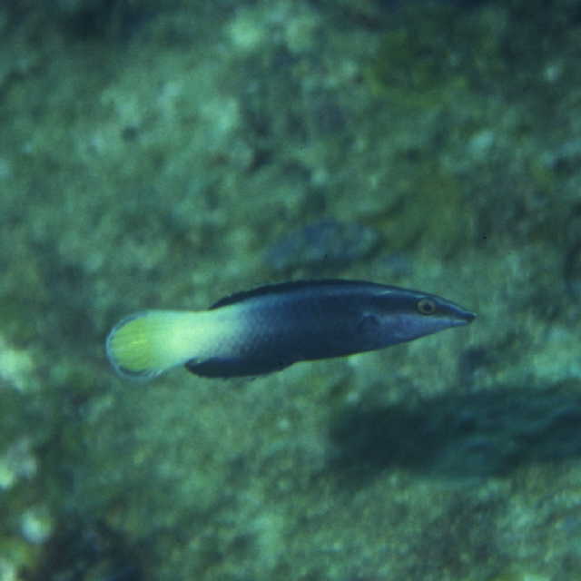 Labroides bicolor